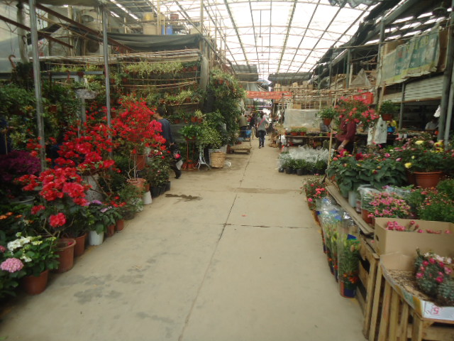 花鳥市場短信營銷案例