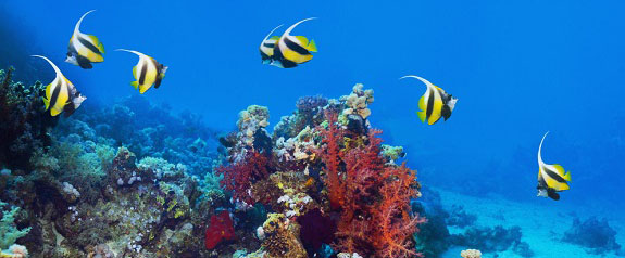 海洋館短信營銷案例 海洋館短信營銷案例